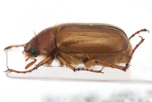 Amphimallon majale
